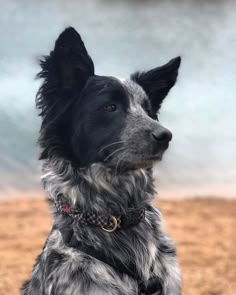 a black and white dog sitting on top of a sandy beach