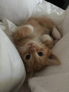 an orange and white kitten laying on top of a bed