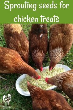 Chickens love sprouts - learn how to make them here! Sprouting Seeds, Chicken Treats, Raising Backyard Chickens, Chicken Garden, Keeping Chickens, Building A Chicken Coop, Egg Laying, Mini Farm