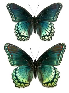 two butterflies with different colors on their wings