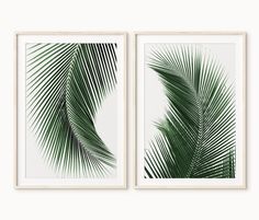 two green palm leaves are hanging on the wall in front of a white framed photo