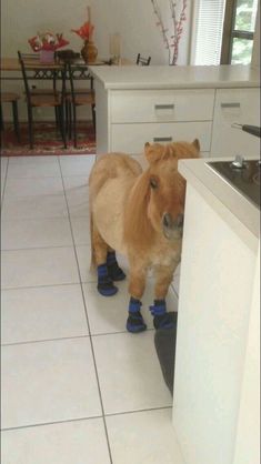 a small brown horse standing on top of a kitchen floor next to a white counter