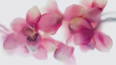 two pink orchids are shown in this artistic photo