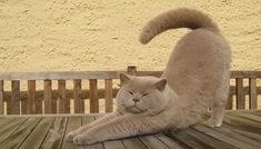 a cat laying on top of a wooden table next to a wall and another cat standing behind it