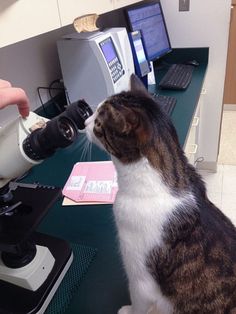 a cat sitting on top of a desk next to a microscope and a person pouring something into it