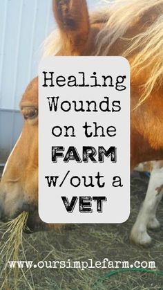 a horse eating hay with the caption saying, healing wounds on the farm / out a vet