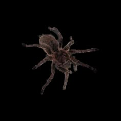 a large brown spider sitting on top of a black surface