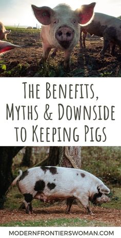 the benefits, myths and downside to keeping pigs