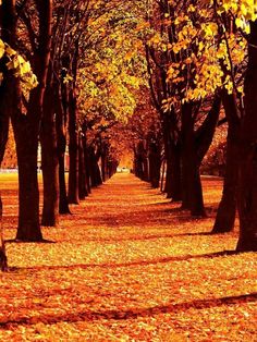 an autumn scene with leaves on the ground and trees lining both sides of the path