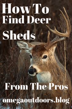 an image of a deer with the words how to find deer sheds from the pros