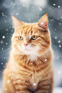 An inquisitive orange cat explores the snowy landscape, its vibrant fur creating a striking contrast against the pristine white snow. Cat Wallpapers, Cat Picture, Snow Photography, Winter Cat, Ginger Cat, White Snow, Red Cat, Cat Photography, Ginger Cats