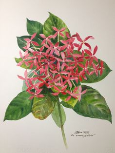 a watercolor painting of a pink flower with green leaves