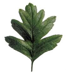 a single green leaf on a white background