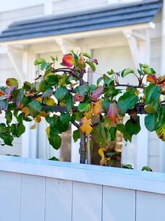 a potted plant with green and red leaves in front of a white house on a sunny day