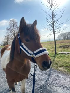 a brown and white horse standing on top of a dirt road next to a tree