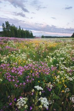 a field full of wildflowers and other flowers under a cloudy sky with trees in the background