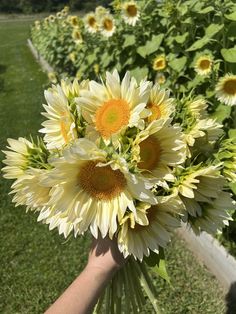 a person holding a bouquet of sunflowers in front of rows of green grass