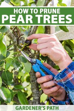 a man is pruning a tree in the garden with gardening shears and scissors