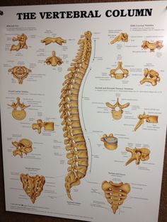 the vertebraal column is shown in this medical poster, with diagrams on it