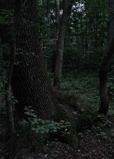 a dark forest filled with lots of trees