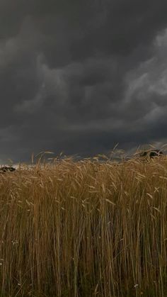 two sheep standing in the middle of a field under a dark sky with storm clouds