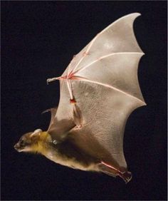 a bat hanging upside down in the dark