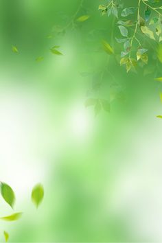 green leaves blowing in the wind on a sunny day with soft light and blurry background