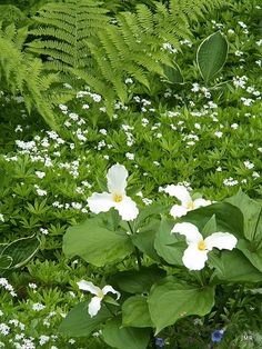 some white flowers and green leaves in the grass