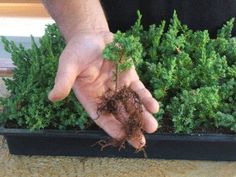 a person holding their hand over some dirt in a planter filled with green plants