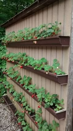 an outdoor garden with strawberries growing on the side of a building and wooden fence