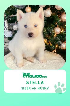 a white puppy sitting in front of a christmas tree with its blue eyes and nose