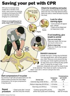 a poster with instructions on how to use the pet