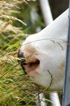 a close up of a white cow eating grass