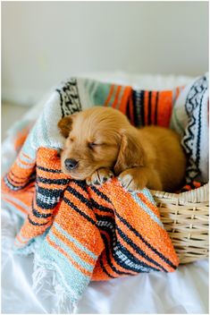 a small brown dog laying in a basket on top of a bed next to a blanket