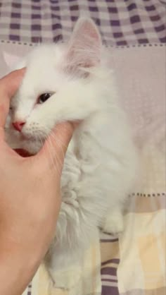 a white cat being petted by someone's hand