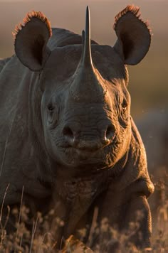 a rhinoceros is standing in the tall grass