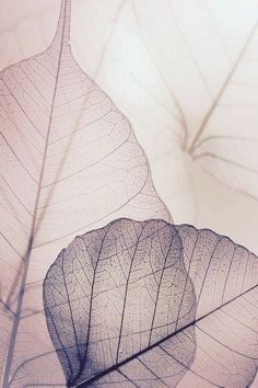 the underside of a leaf is shown in sepia and pink tones, as well as other leaves