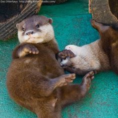 two otters playing with each other on the ground