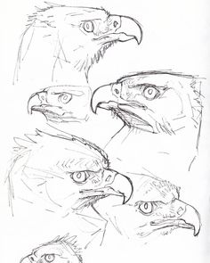 some drawings of eagle heads with different facial expressions