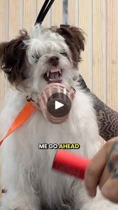 a dog getting his teeth brushed by a person with an electric toothbrush in it's mouth