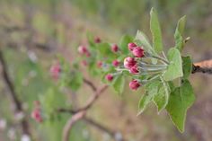 small red flowers are growing on the branch of a tree in an open area with green leaves