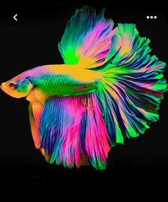 a neon colored fish with long tail and large wings on it's back side