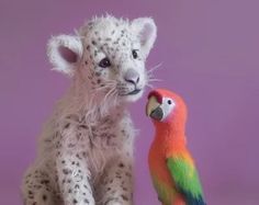 a small stuffed animal next to a toy bird on a purple surface with a pink background