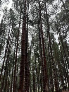 tall trees in the woods with no leaves on them