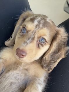 a puppy with blue eyes is sitting in a chair