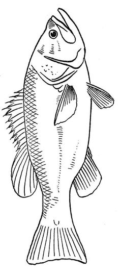 a fish that is drawn in black and white