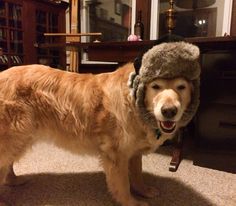 a dog wearing a hat standing on the floor