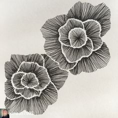 two black and white drawings of flowers on paper