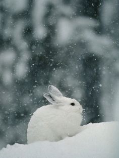 a white rabbit is sitting in the snow