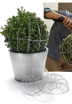 a potted plant with wire around it and a man holding a cell phone next to it